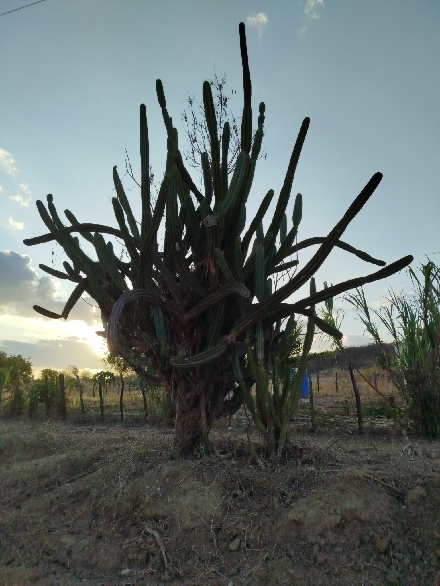 Cereus jamacaru