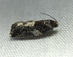 Gypsonoma adjuncta