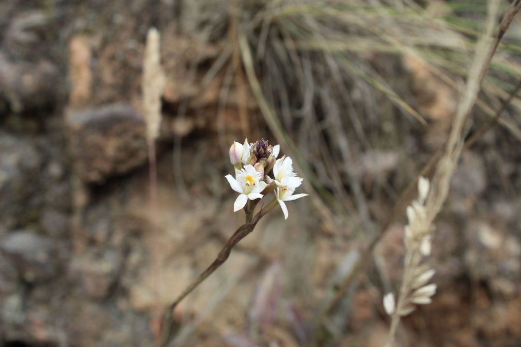 Epidendrum schistochilum
