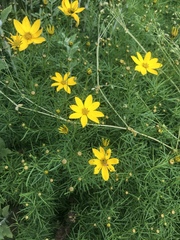 Coreopsis verticillata