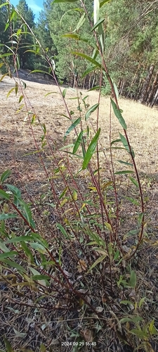 Image of Salix acutifolia by no rights reserved