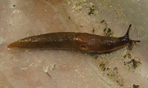 Deroceras caucasicum