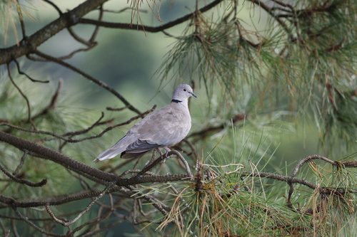 Tórtola turca (Streptopelia decaocto)