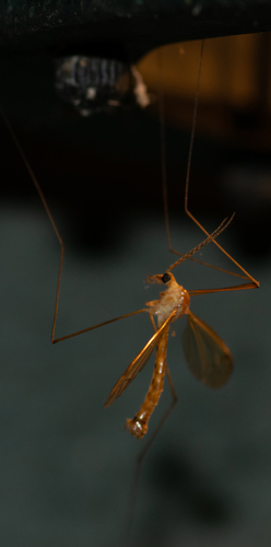 Nephrotoma eucera photo 4