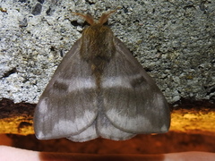 Hylesia continua