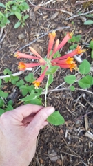 Lonicera arizonica