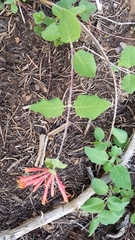 Lonicera arizonica