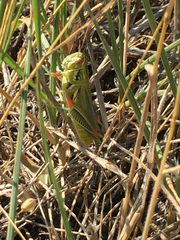 Hesperotettix viridis