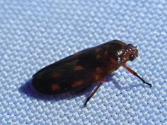 Ocoaxo panamensis