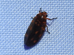 Ocoaxo panamensis