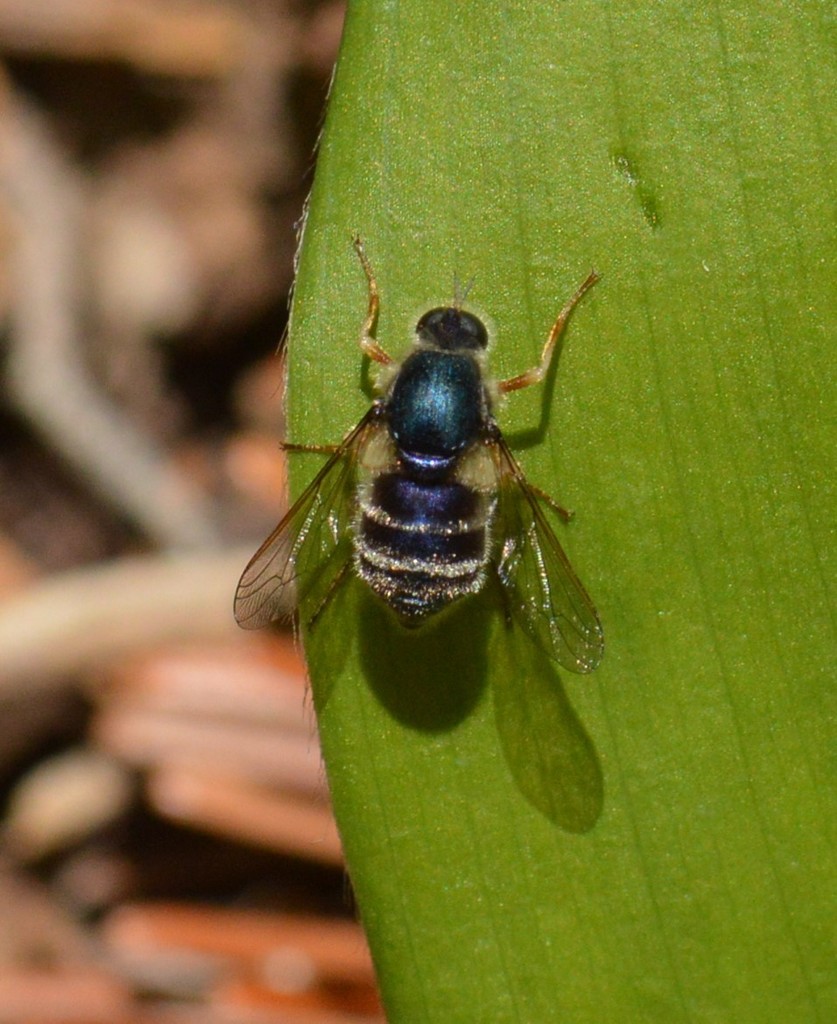 Dusky Sapphire