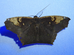 Paragonia cruraria