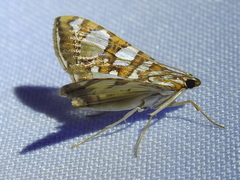 Glyphodes sibillalis