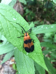 Calopteron reticulatum