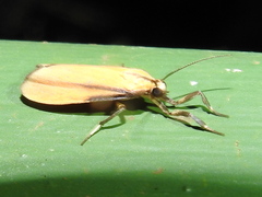 Lycomorphodes reducta