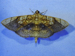 Pantographa suffusalis
