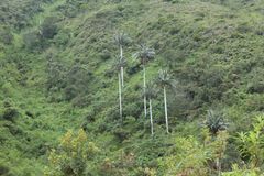 Ceroxylon quindiuense