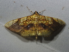 Pantographa suffusalis