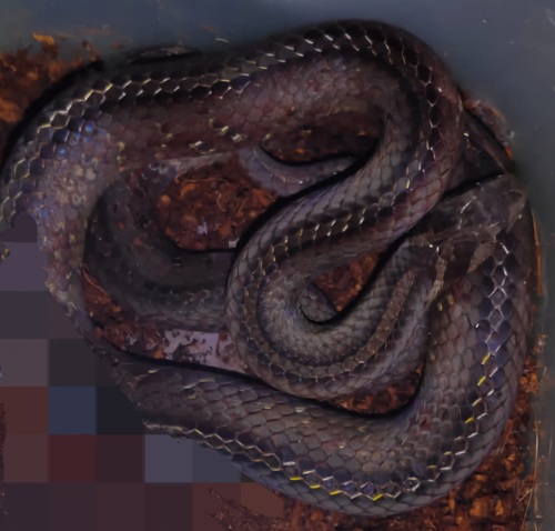 Petronella's Kukri Snake