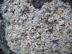 Protoblastenia rupestris