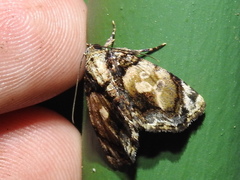 Parangitia circumcincta