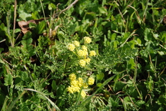 Lomatium utriculatum