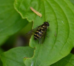 Parasyrphus tarsatus
