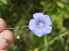 Linum lewisii