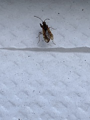 Neopamera albocincta