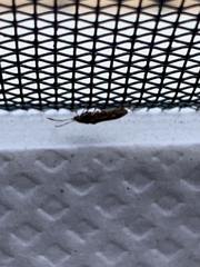 Neopamera albocincta