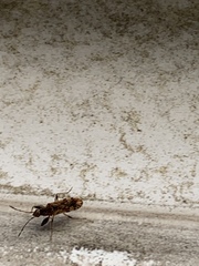 Neopamera albocincta