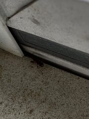 Neopamera albocincta