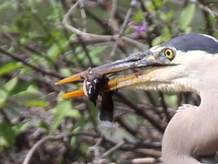 Ameiurus nebulosus