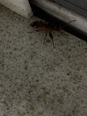 Neopamera albocincta