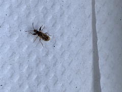 Neopamera albocincta