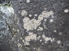 Protoblastenia rupestris