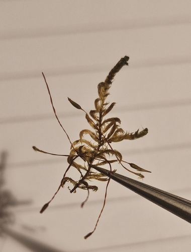 Image of Pylaisia polyantha by (c) Helen Waterman, some rights reserved (CC BY)