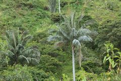 Ceroxylon quindiuense