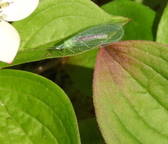 Chrysopa chi