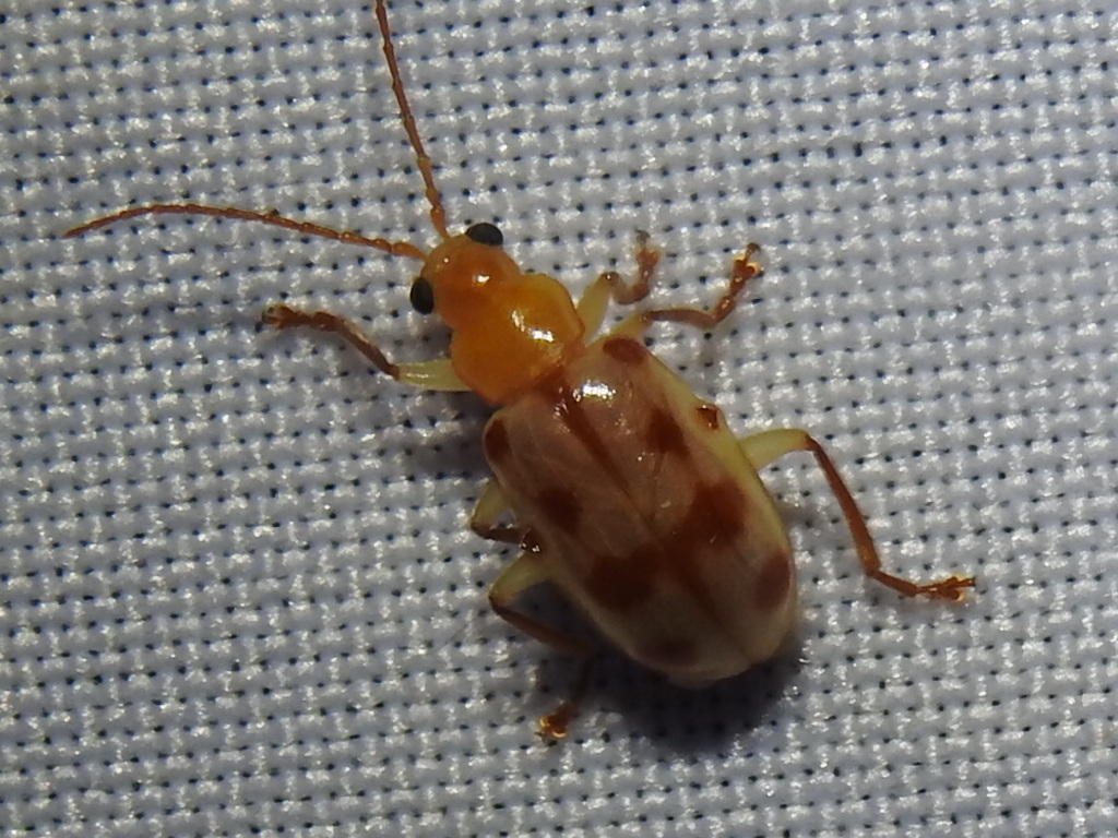 Malacorhinus foveipennis