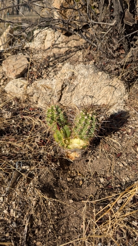 Echinocereus arizonicus