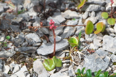 Pyrola asarifolia