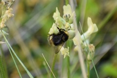 Bombus mckayi