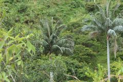 Ceroxylon quindiuense