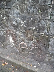 Protoblastenia rupestris