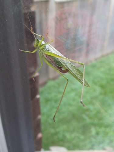 Fork-tailed Bush Katydid, Middlesex, CA-ON, CA, photo 7 of 10
