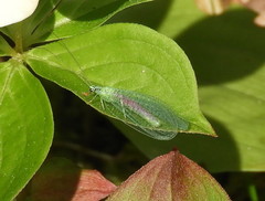 Chrysopa chi