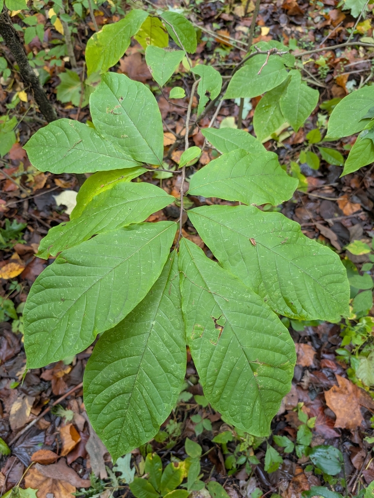 common pawpaw from New Palestine, IN 46163, USA on September 29, 2024 ...