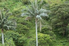 Ceroxylon quindiuense