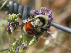 Bombus huntii
